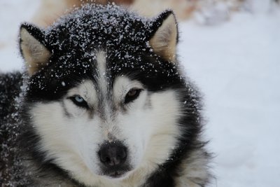 Maigan sous la neige