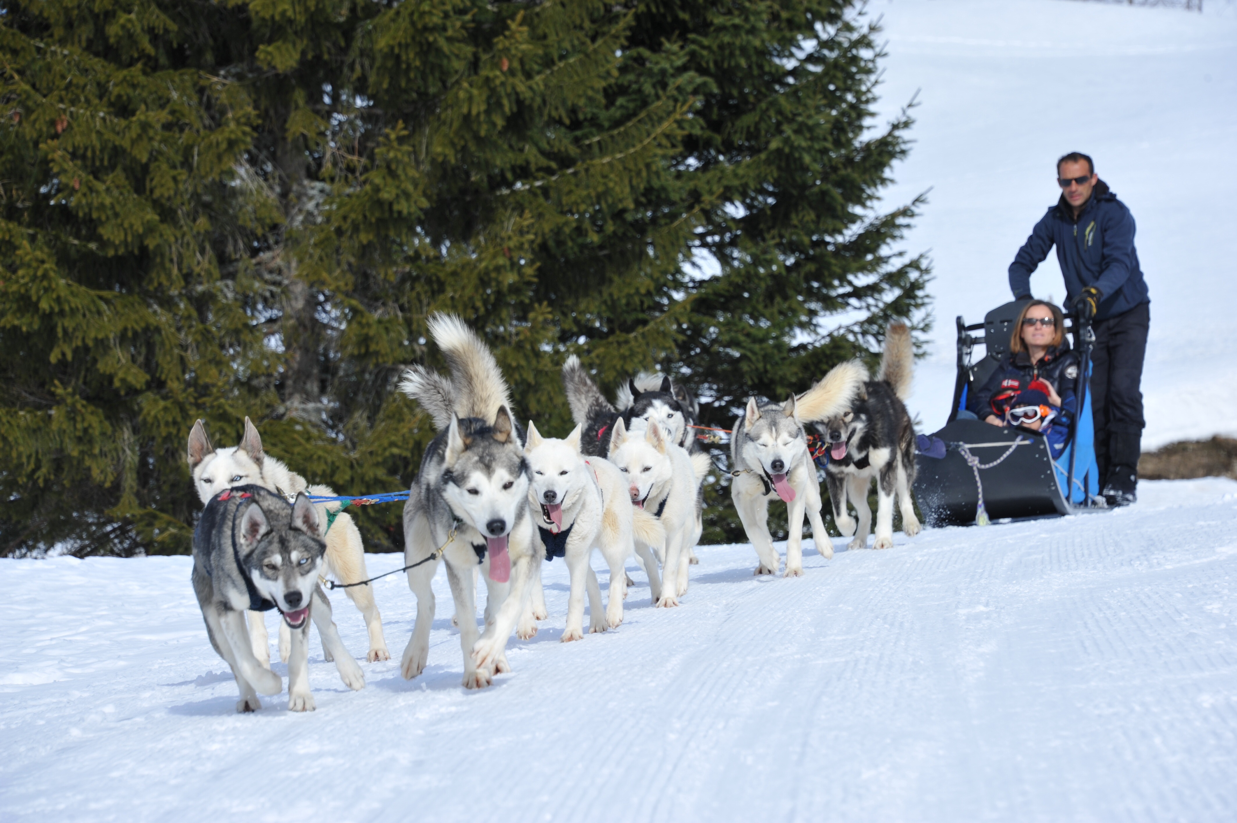 Free Sled - Chiens de Traîneaux