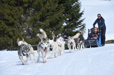 Free Sled - Chiens de Traîneaux