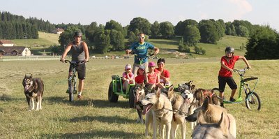 Free Sled - Chiens de Traîneaux