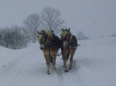Les Attelages du Grandvaux
