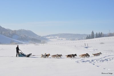 Chiens de traineaux - Haut-Jura : Terre et Neige