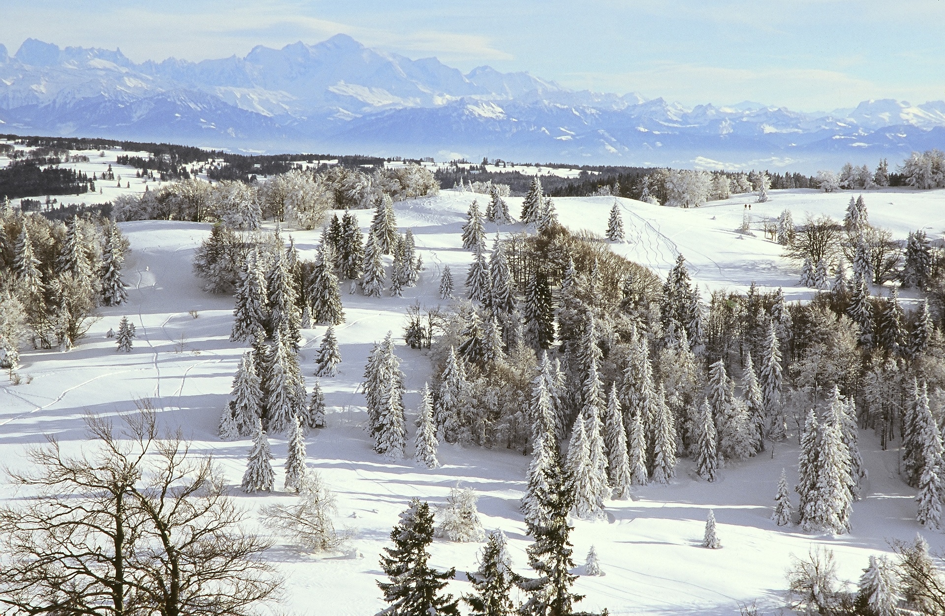 Sapins enneigés depuis le Mont d'Or