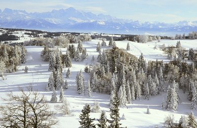 Sapins enneigés depuis le Mont d'Or